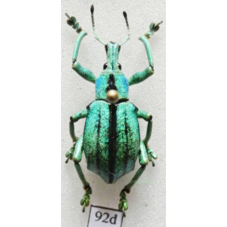 Eupholus cuvieri Guérin-Méneville, 1830 Indonesia, Arfakt Is92d